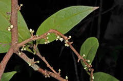 Anacolosa frutescens Galo Nut, Kopi gunung, Tangki leuweung, Belian landak.